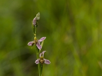 16 06 Ophrys abeille var. trollii 0008