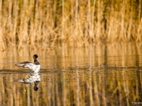 14 11  Oiseaux d'eau  0003 : Etang Bressonne Oiseaux eau