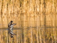 14 11  Oiseaux d'eau  0004 : Etang Bressonne Oiseaux eau