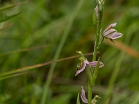 16 06 Ophrys abeille var. trollii 0001
