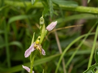 16 06 Ophrys abeille var. trollii 0003