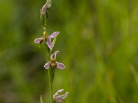 16 06 Ophrys abeille var. trollii 0007