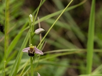 16 06 Ophrys abeille 0002