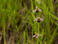 16 06 Ophrys abeille 0004