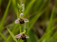 16 06 Ophrys abeille 0006