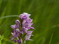 16 06 Orchis militaire 0001