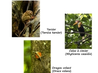 PA Leresche Indonésie Version 1