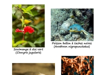 PA Lerseche Indonésie Version 2