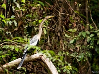 12 10  Rio Negro  0048 : Brésil, Navigation, Oiseau serpent, Rio Negro