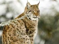 15 01  Zoo Servion  0008 : Animaux, Famille, Hiver, Lynx, Neige, Zoo Servion